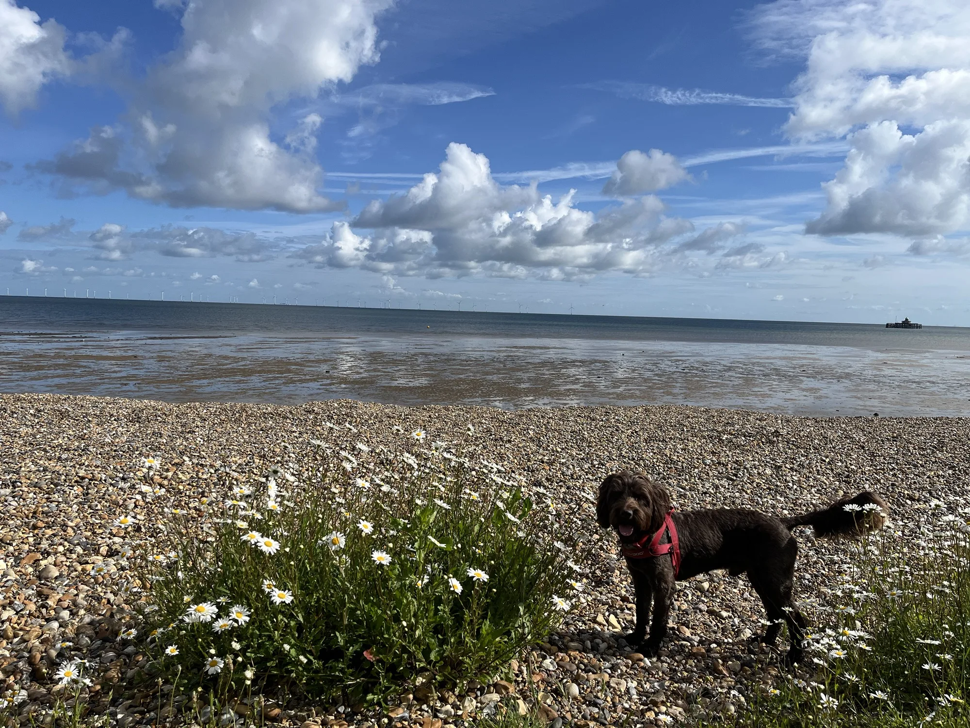 Bank holiday flowers on the shingle between the beach huts at Hampton, Herne Bay.